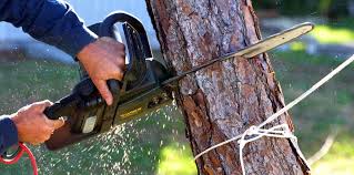 Best Tree Health Inspection  in Palmetto, FL