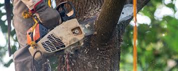 Best Tree Maintenance Programs  in Palmetto, FL