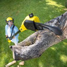 Best Commercial Tree Services  in Palmetto, FL